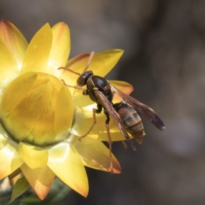 Polistes (Polistella) humilis (Common Paper Wasp) at Acton, ACT - 15 Mar 2019 by AlisonMilton