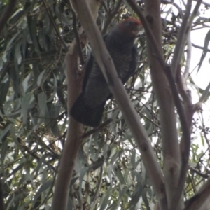 Callocephalon fimbriatum at Weston, ACT - suppressed