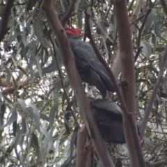 Callocephalon fimbriatum at Weston, ACT - suppressed