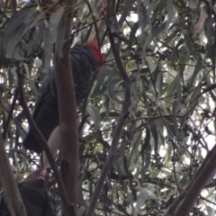 Callocephalon fimbriatum at Weston, ACT - suppressed