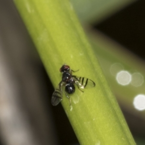 Rivellia sp. (genus) at Acton, ACT - 15 Mar 2019 09:06 AM