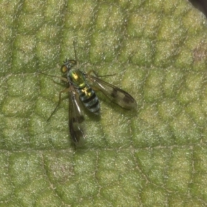 Dolichopodidae (family) at Acton, ACT - 15 Mar 2019 09:58 AM