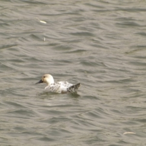 Anas platyrhynchos at Yarralumla, ACT - 12 Feb 2019