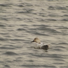 Anas platyrhynchos at Yarralumla, ACT - 12 Feb 2019