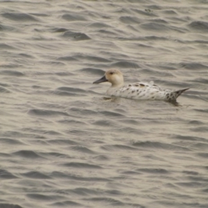 Anas platyrhynchos at Yarralumla, ACT - 12 Feb 2019