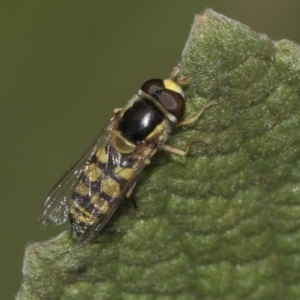 Simosyrphus grandicornis at Acton, ACT - 15 Mar 2019 08:51 AM