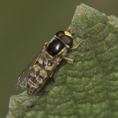 Simosyrphus grandicornis (Common hover fly) at Acton, ACT - 14 Mar 2019 by Alison Milton