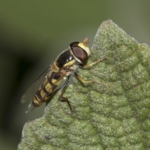 Simosyrphus grandicornis at Acton, ACT - 15 Mar 2019 08:51 AM