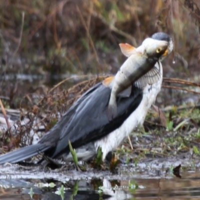 Perca fluviatilis (Redfin) at Fadden Hills Pond - 10 Jul 2015 by HarveyPerkins