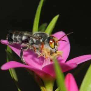 Megachile aurifrons at Acton, ACT - 14 Mar 2019