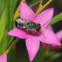 Megachile aurifrons at Acton, ACT - 14 Mar 2019