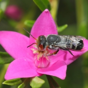 Megachile aurifrons at Acton, ACT - 14 Mar 2019