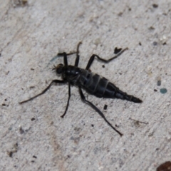 Boreoides subulatus (Wingless Soldier Fly) at Kambah, ACT - 26 Apr 2015 by HarveyPerkins