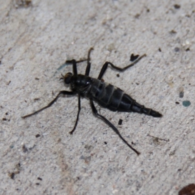 Boreoides subulatus (Wingless Soldier Fly) at Kambah, ACT - 26 Apr 2015 by HarveyPerkins