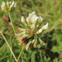 Trifolium repens (White Clover) at Rob Roy Range - 16 Feb 2019 by MichaelBedingfield