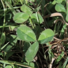 Trifolium repens at Banks, ACT - 16 Feb 2019