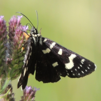 Phalaenoides tristifica (Willow-herb Day-moth) at Banks, ACT - 16 Feb 2019 by michaelb