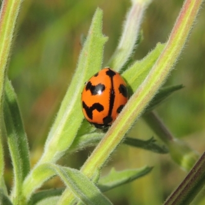 Coccinella transversalis (Transverse Ladybird) at Rob Roy Range - 16 Feb 2019 by MichaelBedingfield