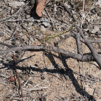 Orthetrum caledonicum (Blue Skimmer) at Deakin, ACT - 15 Mar 2019 by JackyF