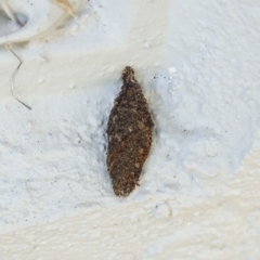 Cebysa leucotelus (Australian Bagmoth) at Hughes, ACT - 15 Mar 2019 by JackyF