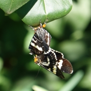 Phalaenoides glycinae at Hughes, ACT - 15 Mar 2019 02:27 PM