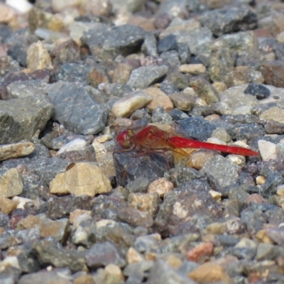 Diplacodes haematodes (Scarlet Percher) at Coree, ACT - 15 Mar 2019 by SandraH