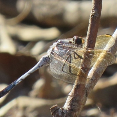 Orthetrum caledonicum (Blue Skimmer) at Coree, ACT - 15 Mar 2019 by SandraH