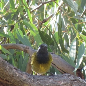 Nesoptilotis leucotis at Carwoola, NSW - 16 Mar 2019