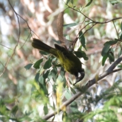 Nesoptilotis leucotis at Carwoola, NSW - 16 Mar 2019