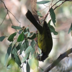 Nesoptilotis leucotis at Carwoola, NSW - 16 Mar 2019