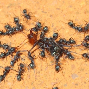 Iridomyrmex rufoniger at Hackett, ACT - 8 Mar 2019