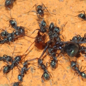 Iridomyrmex rufoniger at Hackett, ACT - 8 Mar 2019