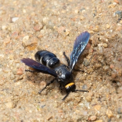 Scolia (Discolia) verticalis (Yellow-headed hairy flower wasp) at Acton, ACT - 16 Mar 2019 by rawshorty