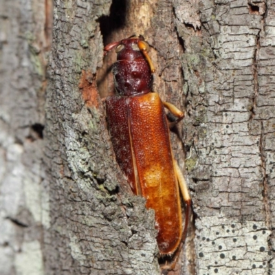 Cerambycidae (family) (A longhorn beetle) at Booth, ACT - 11 Mar 2019 by TimL