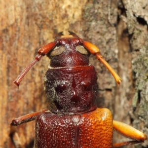 Cerambycidae (family) at Booth, ACT - 11 Mar 2019 01:24 PM
