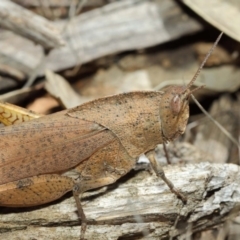 Goniaea australasiae at Booth, ACT - 11 Mar 2019 11:55 AM