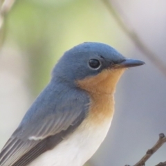 Myiagra rubecula (Leaden Flycatcher) at Carwoola, NSW - 15 Mar 2019 by KumikoCallaway