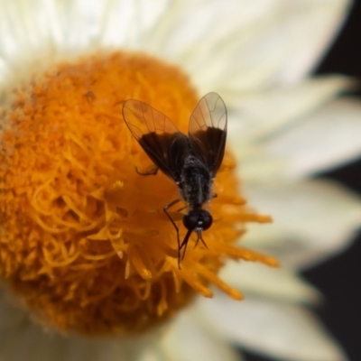 Geron nigralis (Slender bee fly) at Acton, ACT - 16 Mar 2019 by rawshorty