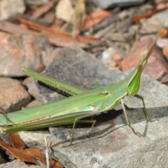Acrida conica (Giant green slantface) at Mount Clear, ACT - 11 Mar 2019 by TimL