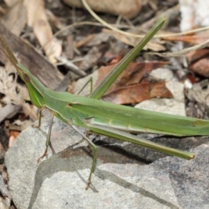 Acrida conica at Mount Clear, ACT - 11 Mar 2019