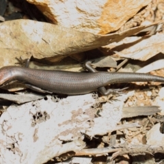 Pseudemoia entrecasteauxii (Woodland Tussock-skink) at Booth, ACT - 11 Mar 2019 by TimL