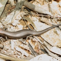 Pseudemoia entrecasteauxii at Booth, ACT - 11 Mar 2019