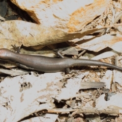 Pseudemoia entrecasteauxii at Booth, ACT - 11 Mar 2019 11:54 AM