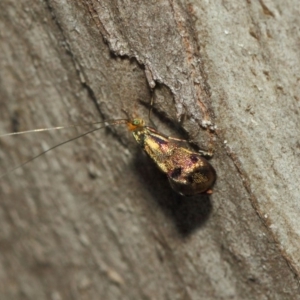 Nemophora (genus) at Booth, ACT - 11 Mar 2019