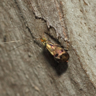 Nemophora (genus) (A Fairy Moth) at Booth, ACT - 11 Mar 2019 by TimL