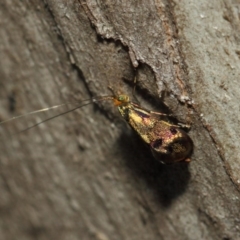 Nemophora (genus) at Booth, ACT - 11 Mar 2019 12:11 PM