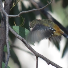 Pardalotus punctatus (Spotted Pardalote) at Carwoola, NSW - 15 Mar 2019 by KumikoCallaway