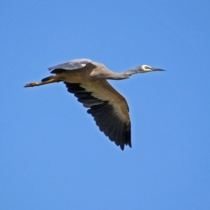 Egretta novaehollandiae at Fyshwick, ACT - 15 Mar 2019 01:55 PM