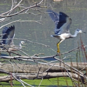 Egretta novaehollandiae at Fyshwick, ACT - 15 Mar 2019 01:55 PM