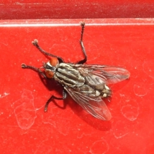 Sarcophagidae (family) at Fyshwick, ACT - 15 Mar 2019 11:51 AM